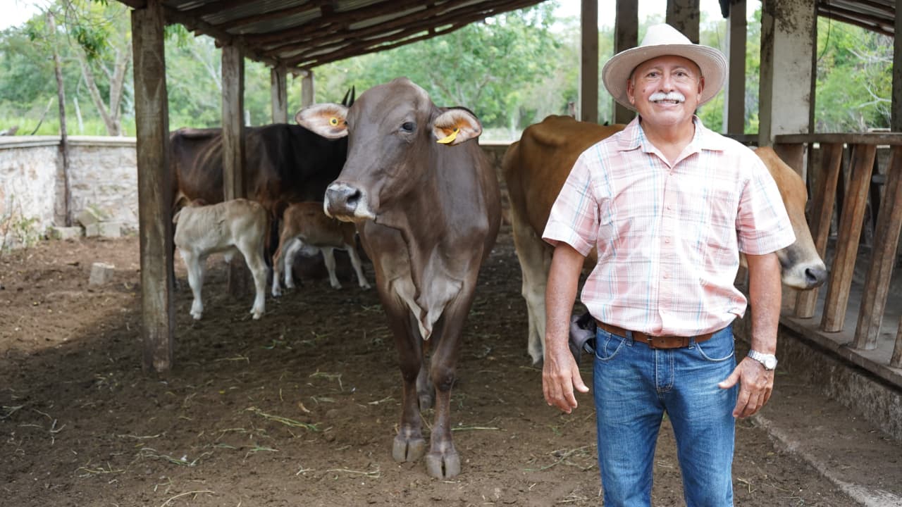 Programa de mejoramiento genético suma cinco becerros en Yucatán